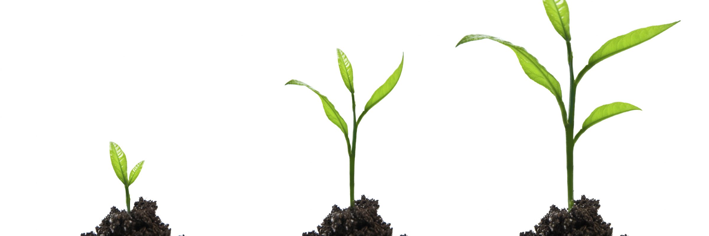 Find A Wealth Manager