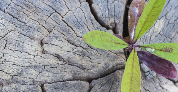 Protection, growth and tax reduction – Your guide to the three pillars of wealth management