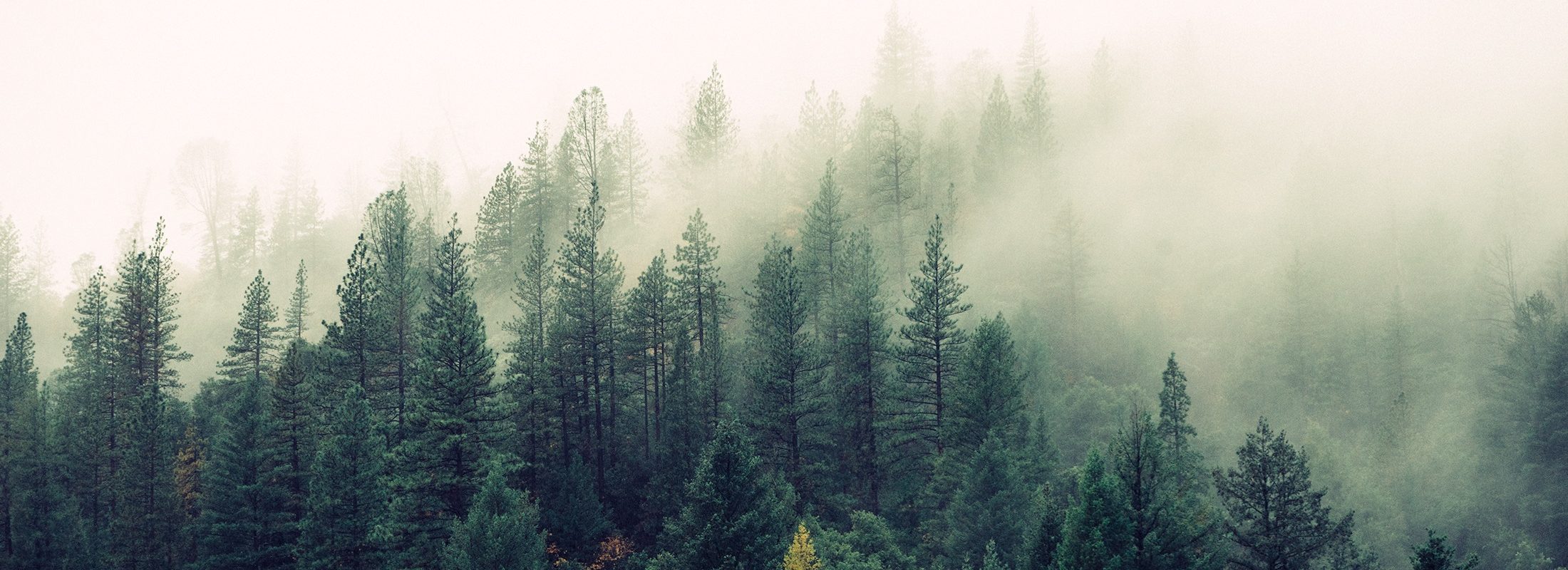 Ethical Investing, Services, Sustainable Investing, Wealth Management