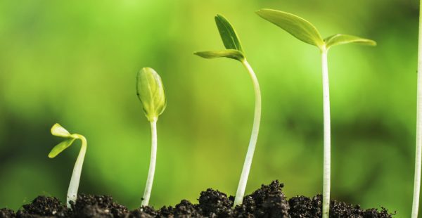 Self-invested personal pensions (SIPPs) – A quick guide